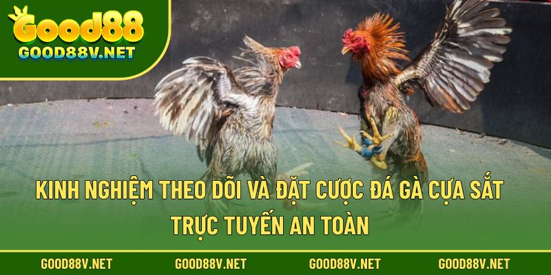 Kinh nghiệm theo dõi và đặt cược đá gà cựa sắt trực tuyến an toàn