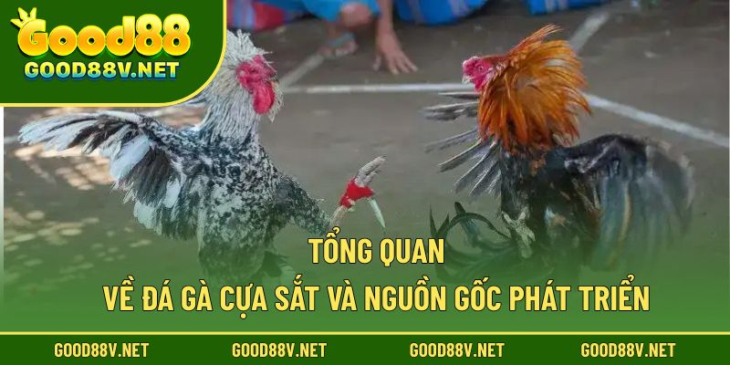 Tổng quan về đá gà cựa sắt và nguồn gốc phát triển